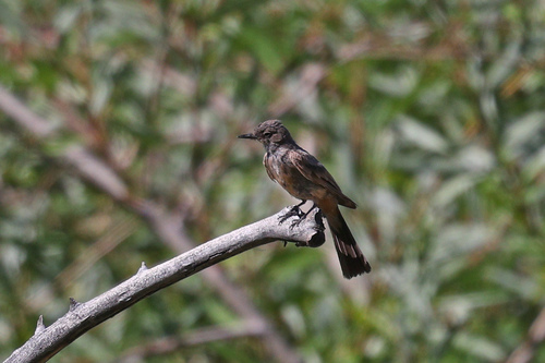 iNaturalist observation photo of Say's Phoebe