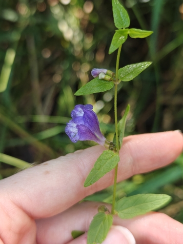 Marsh Skullcap