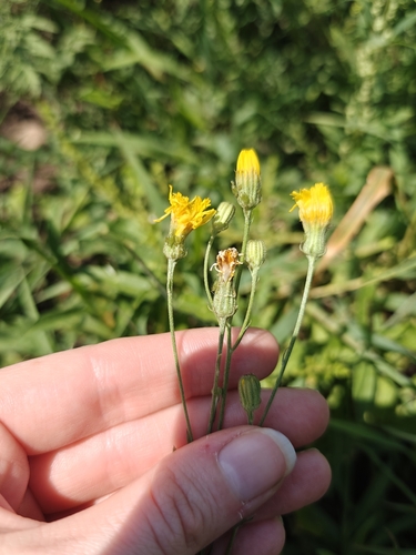 narrow-leaved hawksbeard