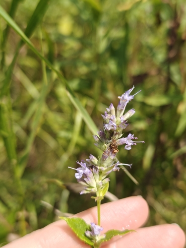 anise hyssop
