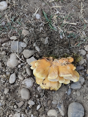 chicken of the woods