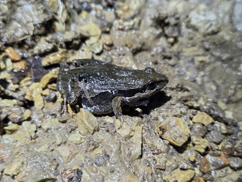 Physalaemus carrizorum