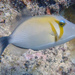 Lei Triggerfish - Photo (c) scott_phares, all rights reserved