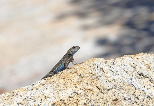 iNaturalist observation photo of Sierra Fence Lizard