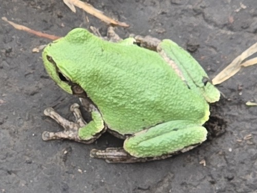 Cope's Gray Tree Frog