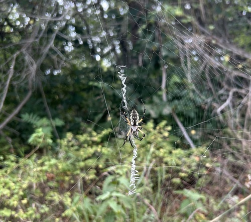 Yellow Garden Spider