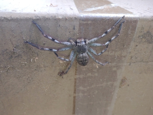 Victorian Huntsman Spider