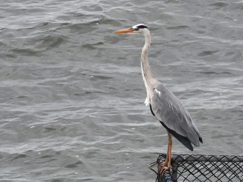 Grey Heron