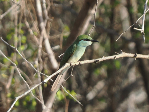 Asian Green Bee-eater