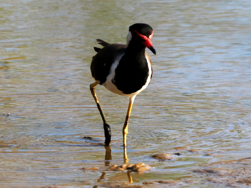 Red-wattled Lapwing