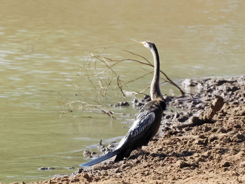 Oriental Darter