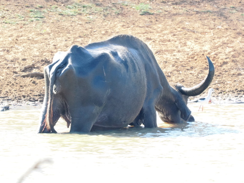 Wild Water Buffalo