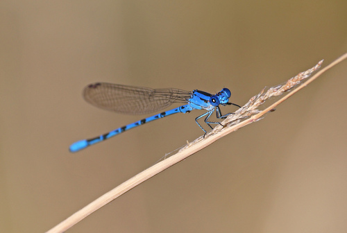 iNaturalist observation photo of Vivid Dancer