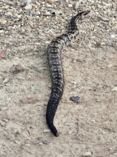 Timber Rattlesnake