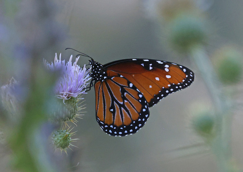 iNaturalist observation photo of Queen