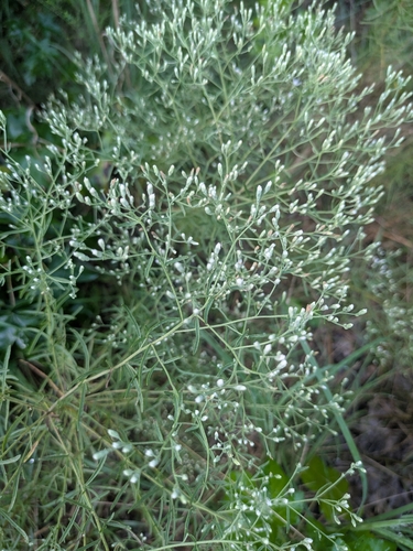 hyssopleaf thoroughwort
