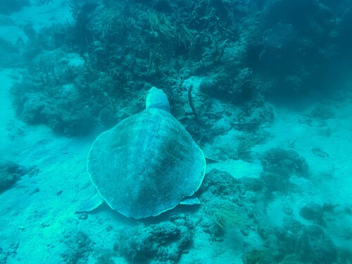 Kemp's Ridley Sea Turtle observed by pleahy