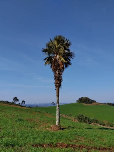 Trithrinax brasiliensis