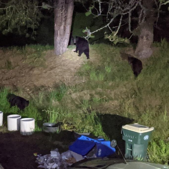 American Black Bear from Centralia, WA, USA on May 9, 2020 at 02:24 AM ...