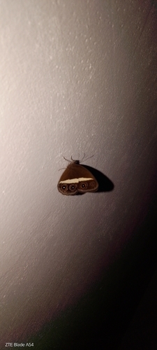 Smooth-eyed Bushbrown