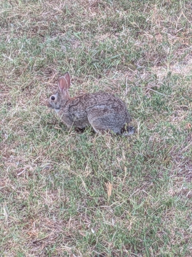 Eastern Cottontail