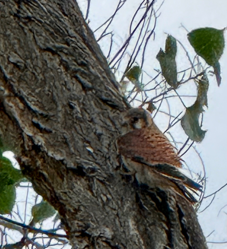 American Kestrel