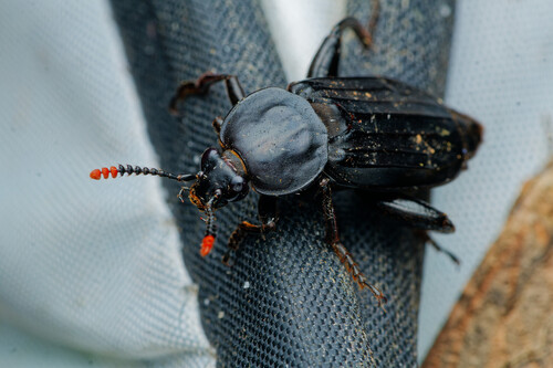 Shore Sexton Beetle