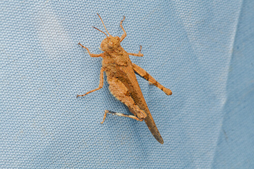 Carinate Locust