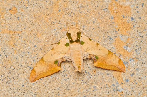 Ambulyx kuangtungensis