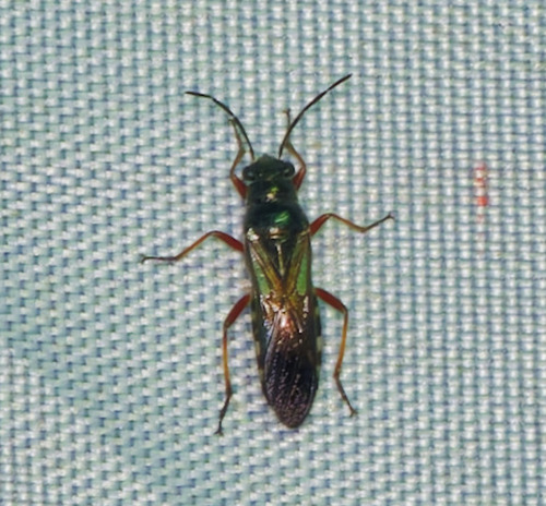 Nerthus taivanicus