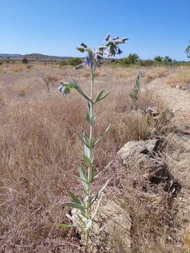 camel bush