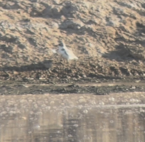 Snowy Plover