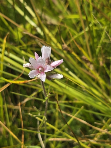iNaturalist observation photo of Checkerblooms