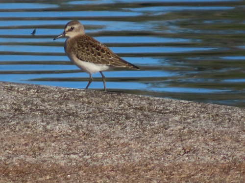 Semipalmated Sandpiper