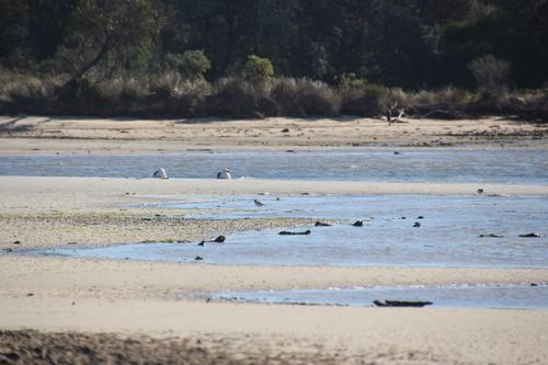Hooded Plover