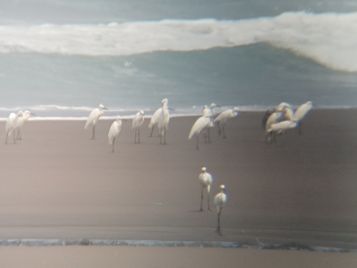 Little Egret