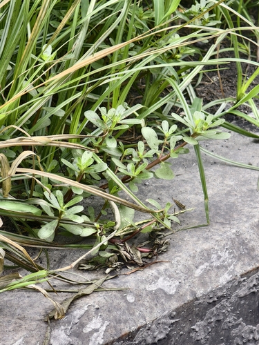 Common Purslane