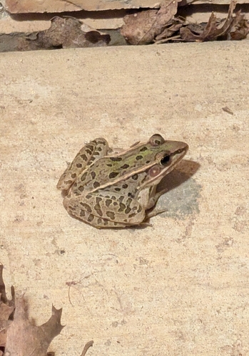 Southern Leopard Frog