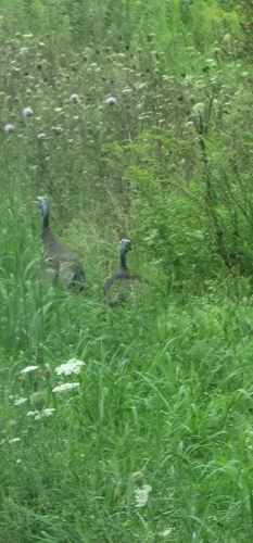 Wild Turkey