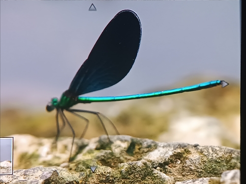 Matrona basilaris
