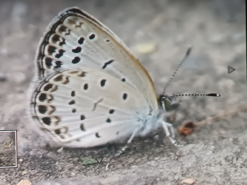 Pale Grass Blue