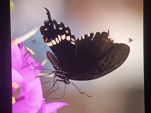 Common Mormon Swallowtail