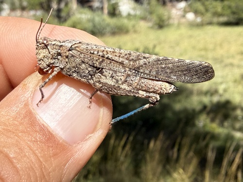 iNaturalist observation photo of Crackling Forest Grasshopper