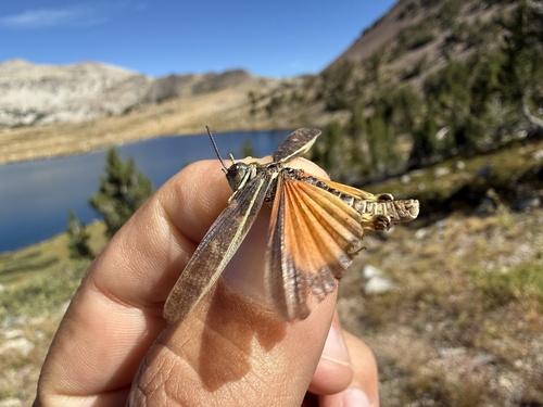 iNaturalist observation photo of Nevada Red-winged Grasshopper