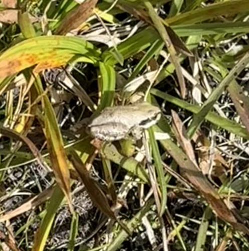 iNaturalist observation photo of Pacific chorus frog