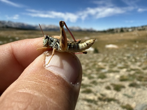 iNaturalist observation photo of Red-legged and Migratory Grasshoppers