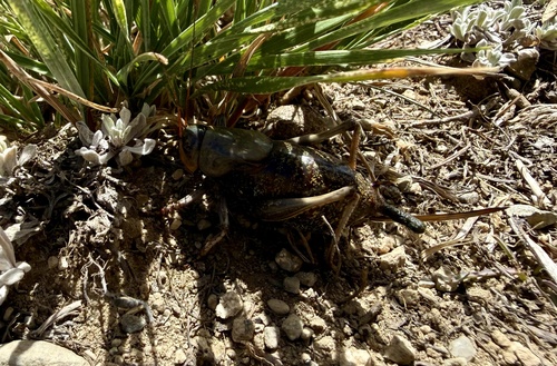 iNaturalist observation photo of Mormon Cricket