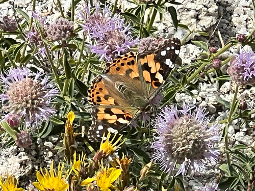 iNaturalist observation photo of Painted Lady