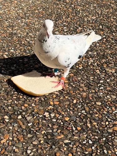 Feral Pigeon