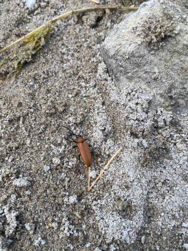 Red Pine Longhorn Beetle